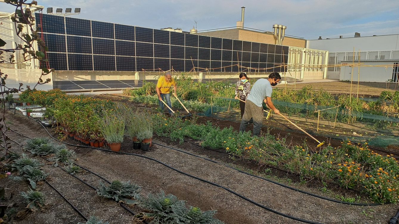 Imatge de persones treballant l'hort comunitari de la coberta del Mercat de la Vall d'Hebron.