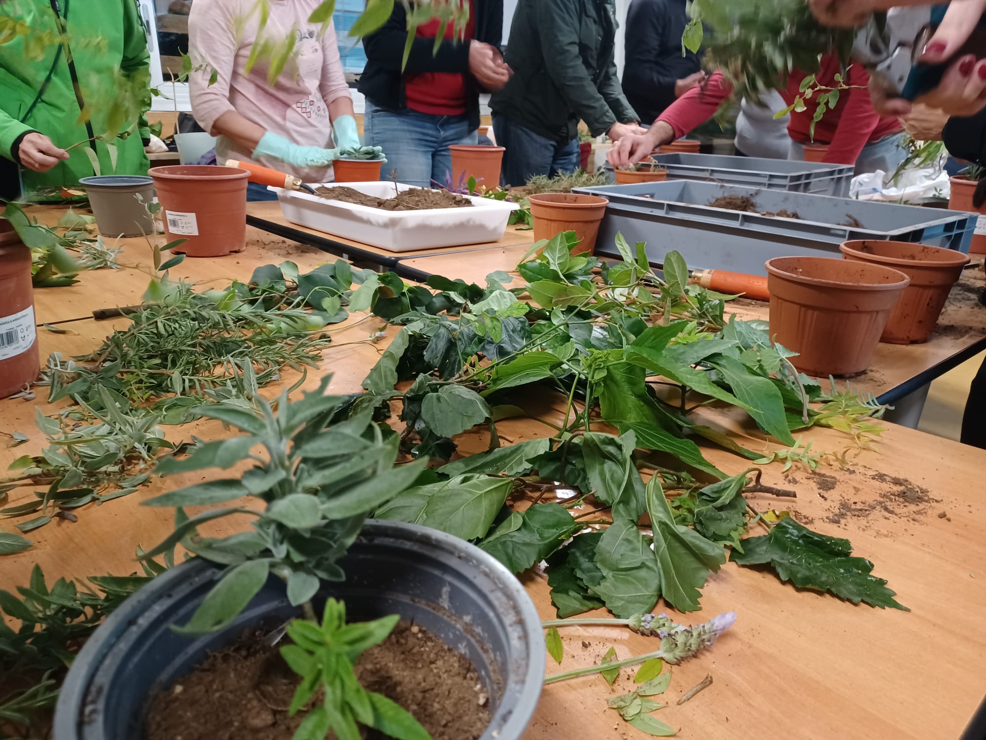 Taller d’esqueixos