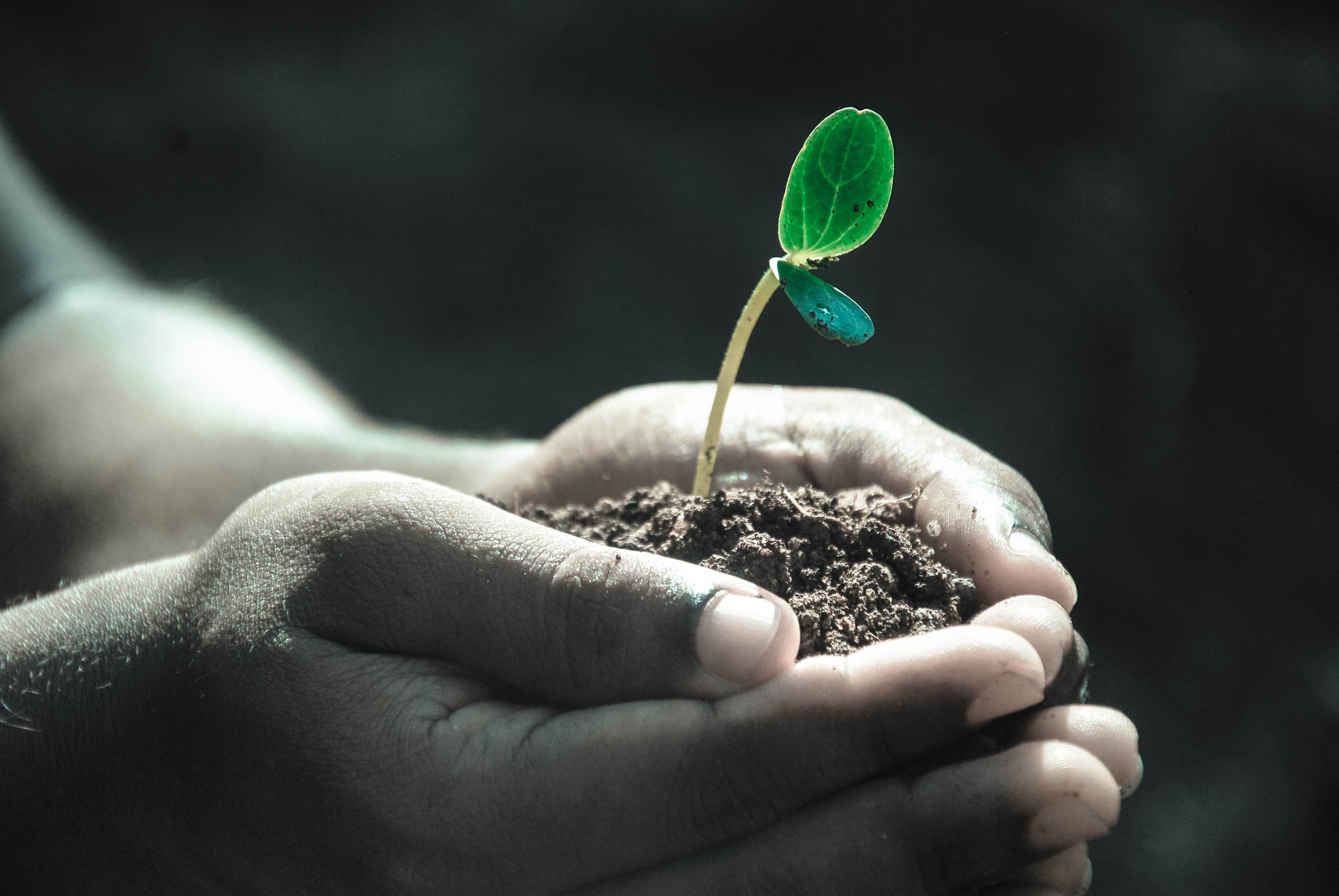 Formació en l'àmbit de l'educació ambiental com a eina de transformació ecosocial