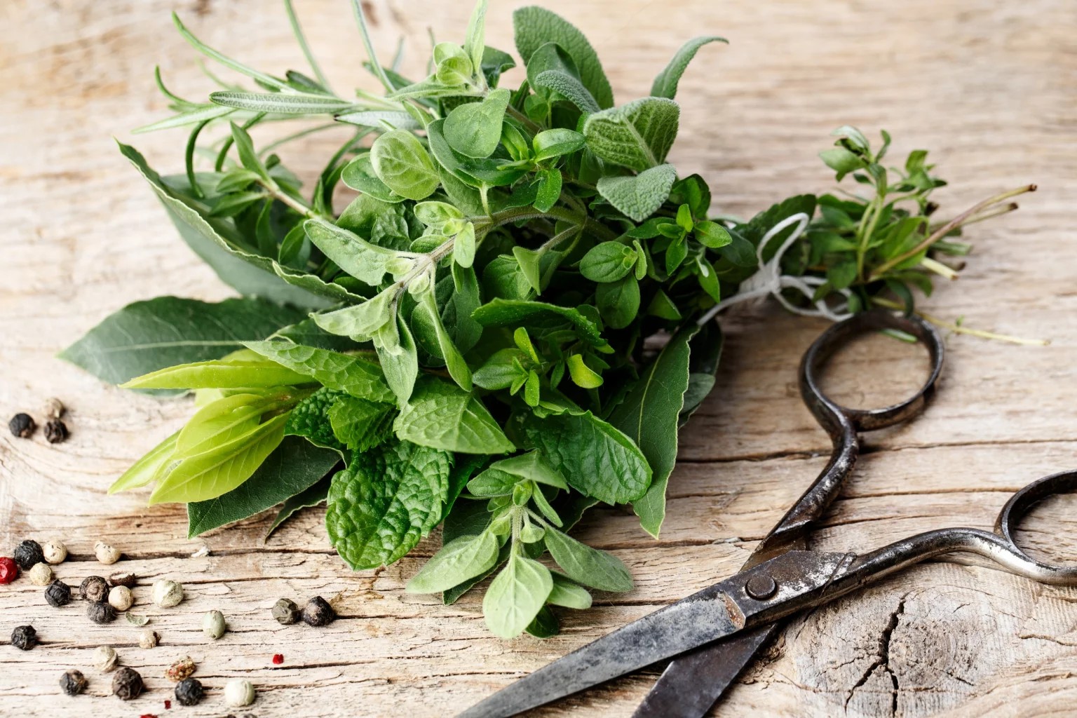 Coneixerem les plantes silvestres comestibles, aromàtiques i culinàries