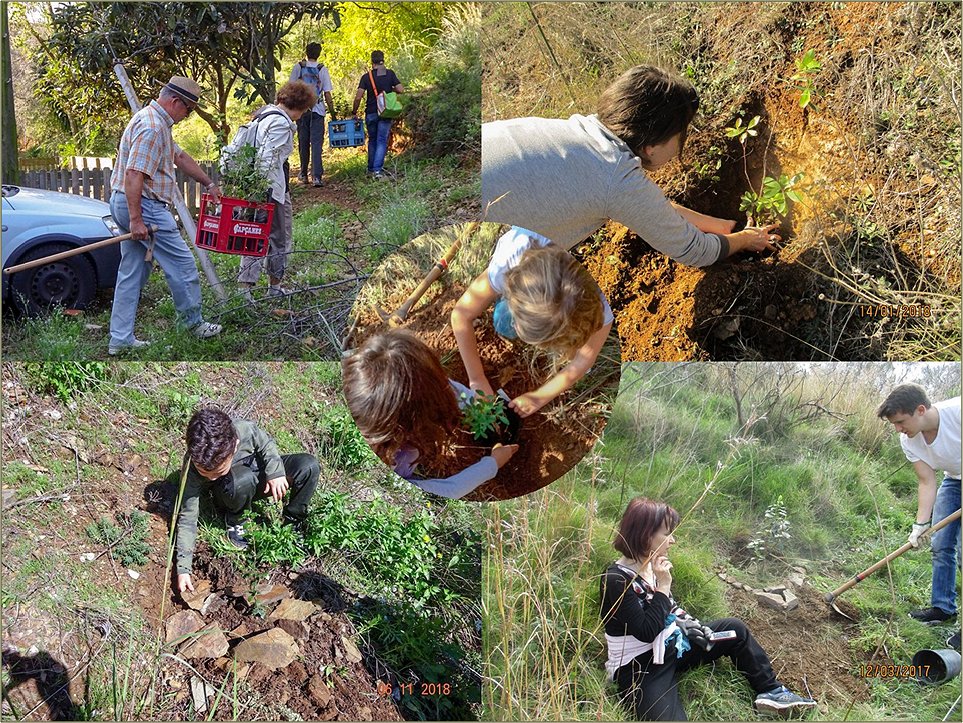 Vàries escenes de voluntàris i voluntàries ambientals fent tasques al Bosc de Turull