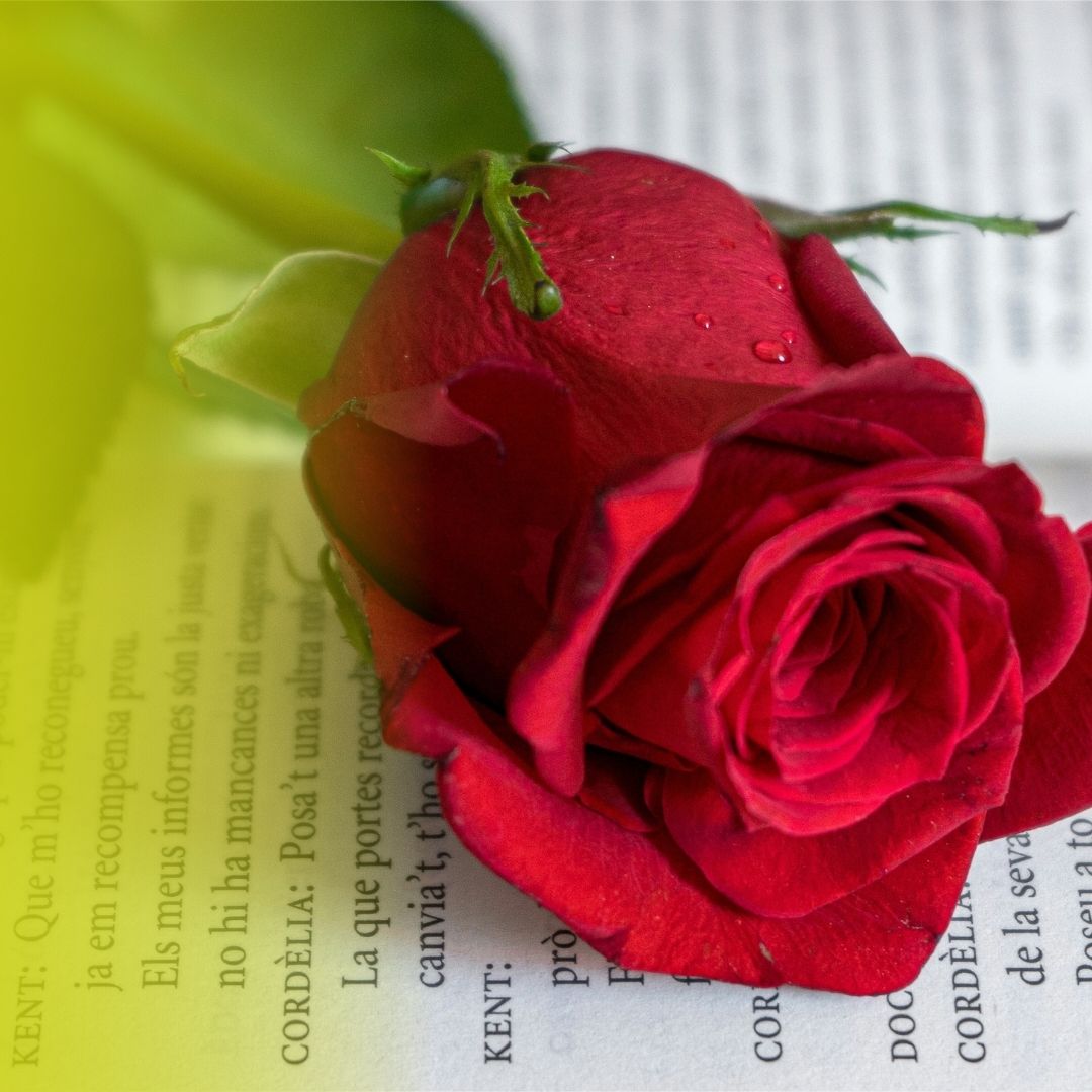 Rosa de Sant Jordi i llibre