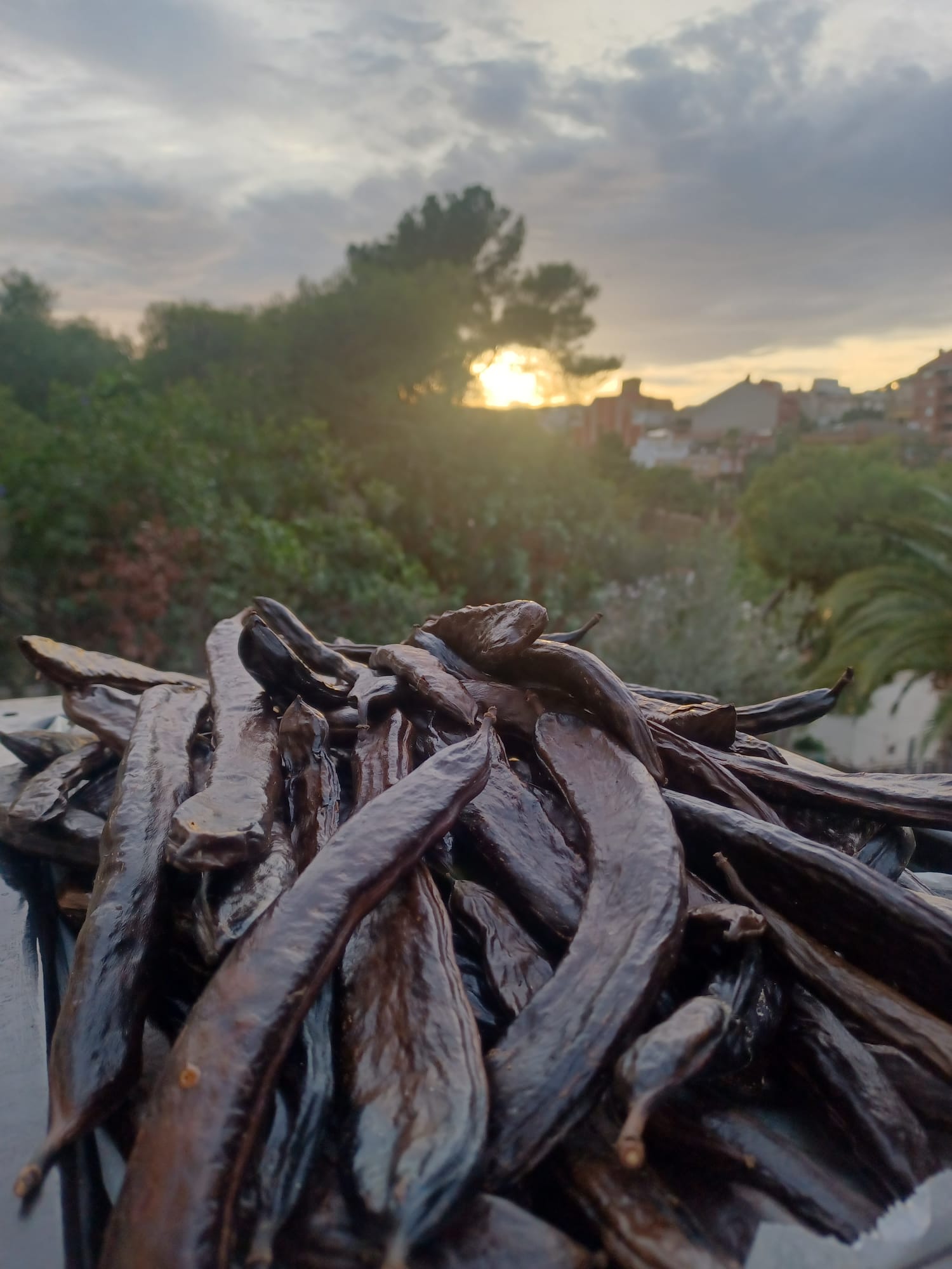 Fira Terra i Gust: cuinem xocolata de garrofa