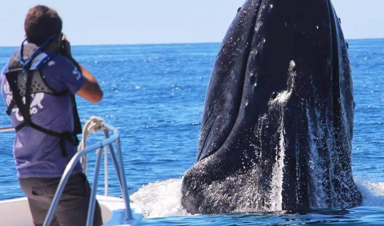 Persona fotografiant una balena amb el cap fora de l'aigua des d'un vaixell.
