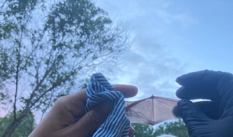 Coneixerem diferents espècies de ratpenats