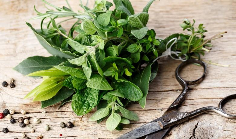 Coneixerem les plantes silvestres comestibles, aromàtiques i culinàries