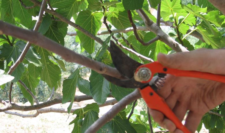 Com i quan podar les teves plantes