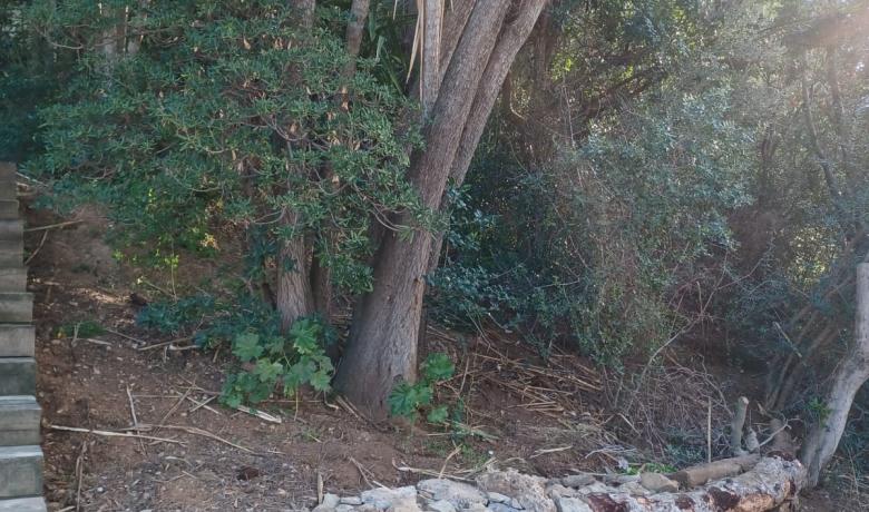 Mur alçat de pedra seca