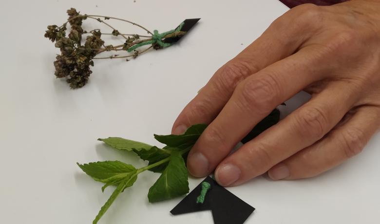 Imatge on apareixen les mans d'una persona tocant plantes etiquetades amb cartulines de diferents formes