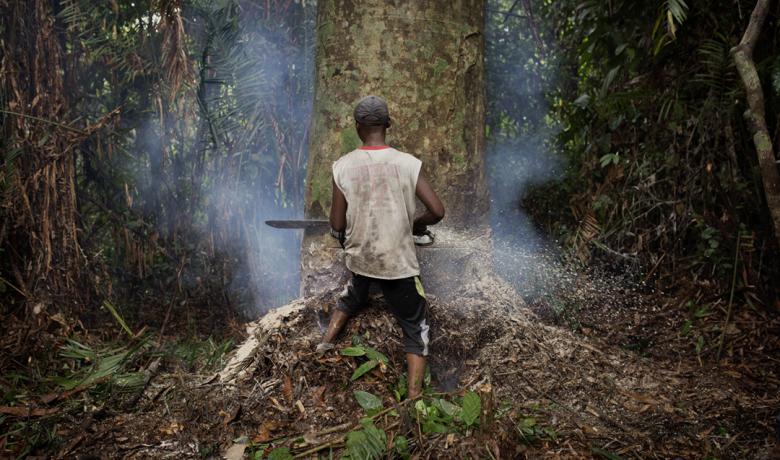 Coll, P & Arnau, T. Imatge de l'exposició Primary