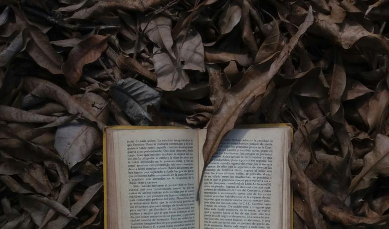 Bodegó de llibre sobre fulles seques