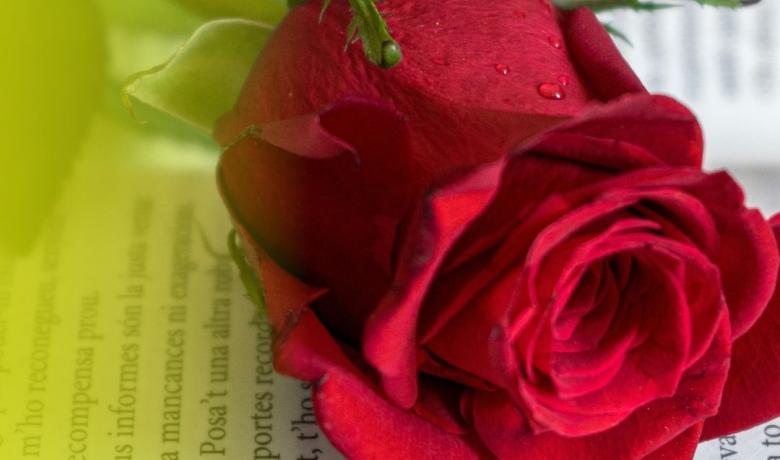 Rosa de Sant Jordi i llibre