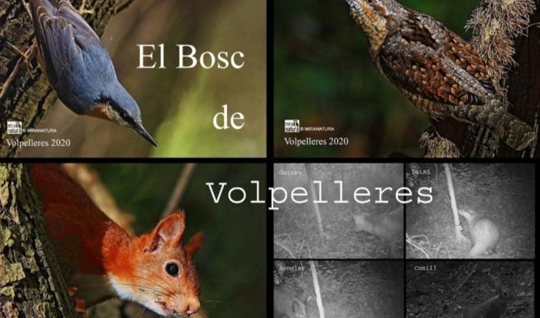 Algunas especies del bosque de Volpelleres 