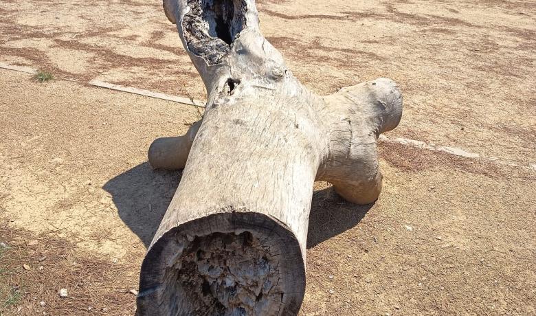 Biotronc,llar d'insectes, ocells i sargantanes