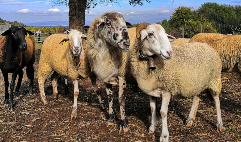 Ramat d'ovelles ripolleses de Can Calopa