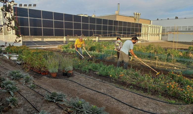 Imatge de persones treballant l'hort comunitari de la coberta del Mercat de la Vall d'Hebron.