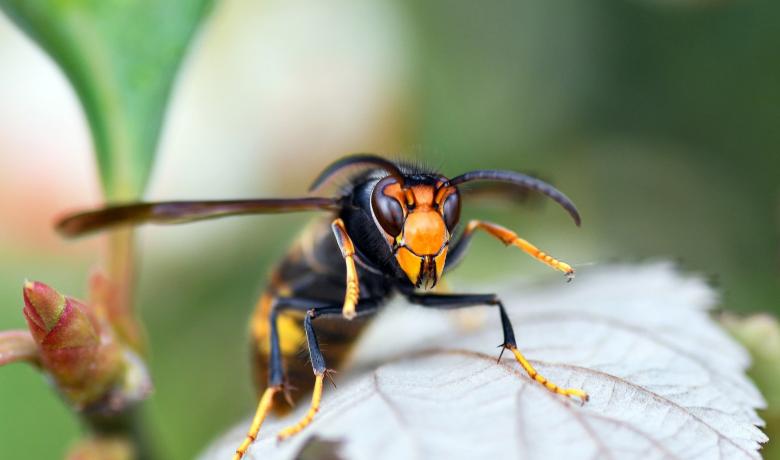 Fotografia d'una vespa asiàtica sobre una fulla.