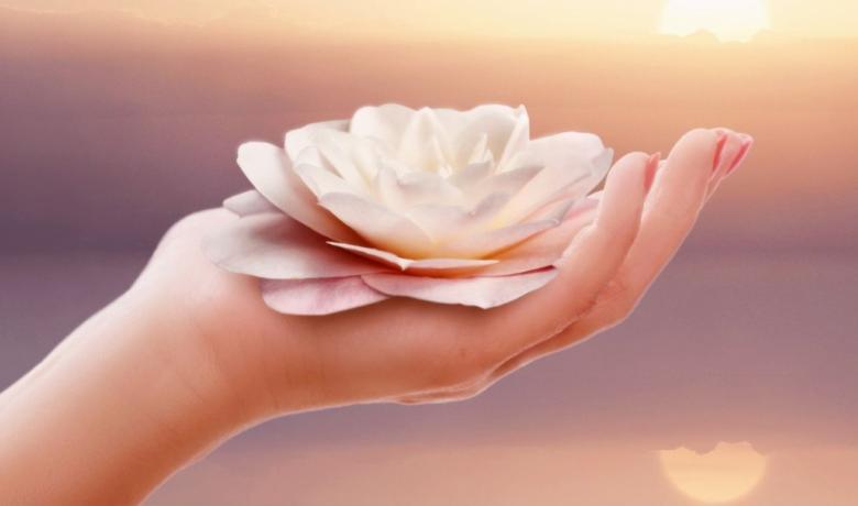 Flor de lotus