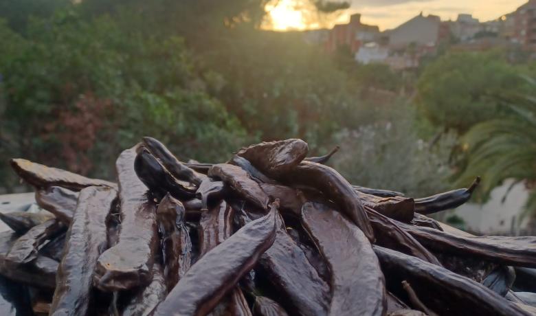 Fira Terra i Gust: cuinem xocolata de garrofa